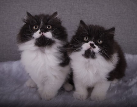 Elton och Elvis 8 veckor